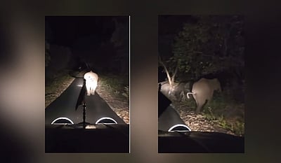 ஆபத்தான முறையில் யானையை விரட்டிய அதிமுக பிரமுகருக்கு ரூ.1 லட்சம் அபராதம்