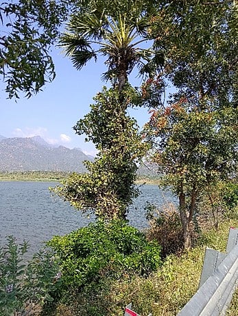 திருக்குறுங்குடி ஏரிக்கரையில் பனையில் முளைத்து, பனையைச்சூழ்ந்திருக்கும் ஆல்.