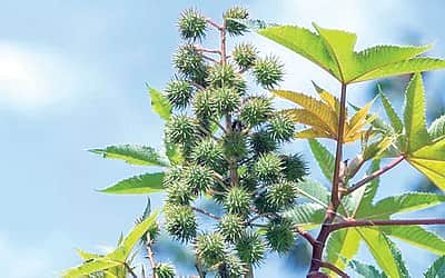 ஆயுள் காக்கும் ஆயுர்வேதம்: கருக் குழாய்களில் அடைப்பு நீங்க வழி என்ன?
