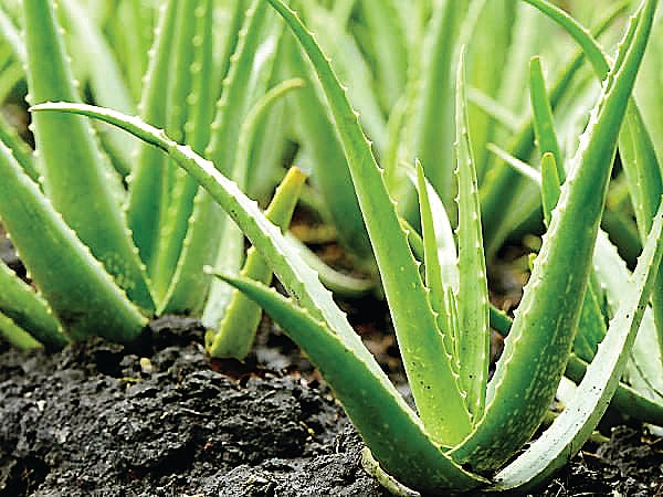 சோற்றுக் கற்றாழையின் மருத்துவக் குணங்கள்