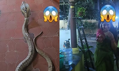 இனியா தொடர் படப்பிடிப்பு தளத்தில் விஷப் பாம்பு! வைரல் விடியோ!