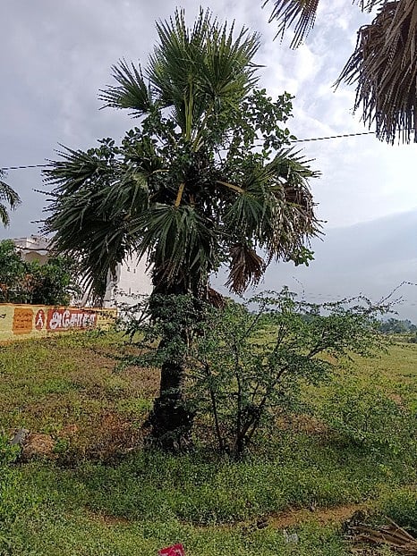 பனையில் முளைக்கும் அத்தி. (நாங்குநேரி – களக்காடு நெடுஞ்சாலை, நெல்லை மாவட்டம்)