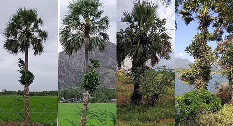 ஆலும் பனையும்!  