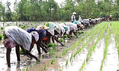 தென் மாவட்ட விவசாயிகளுக்கு ரூ.201 கோடி நிவாரணம்!