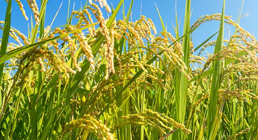 விவசாய கண்காணிப்புத் துறையில் வேலை: 30-க்குள் விண்ணப்பங்கள் வரவேற்பு!