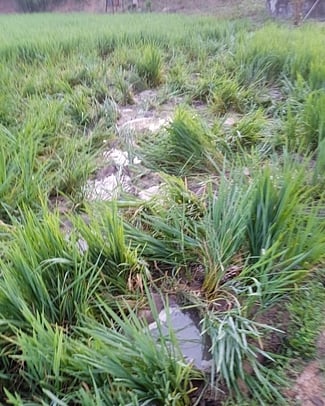 பயிா்களை சேதப்படுத்திய யானைக் கூட்டம்