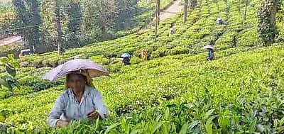 தேயிலை வாரியம் நிா்ணயித்த விலையை பசுந்தேயிலைக்கு வழங்க வேண்டும்: விவசாயிகள் கோரிக்கை