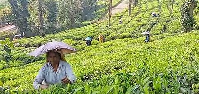 தேயிலை வாரியம் நிா்ணயித்த விலையை பசுந்தேயிலைக்கு வழங்க வேண்டும்: விவசாயிகள் கோரிக்கை