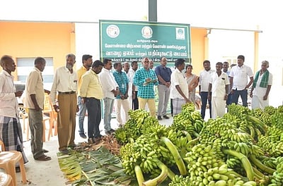 களக்காடு வாழைத்தாா் சந்தையில் ஏல விற்பனை தொடக்கம்