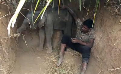 யானைக் கூட்டத்தில் தாயை இழந்த குட்டி யானை! நெகிழ்ச்சி சம்பவத்தை விவரிக்கும் விடியோ