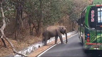 திம்பம் மலைப் பாதையில் நடமாடிய காட்டு யானை