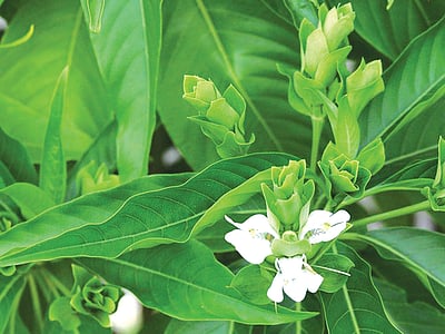 ஆயுள் காக்கும் ஆயுர்வேதம்: அதிக மூலிகைகள் சேர்ந்த ஆயுர்வேத மருந்து