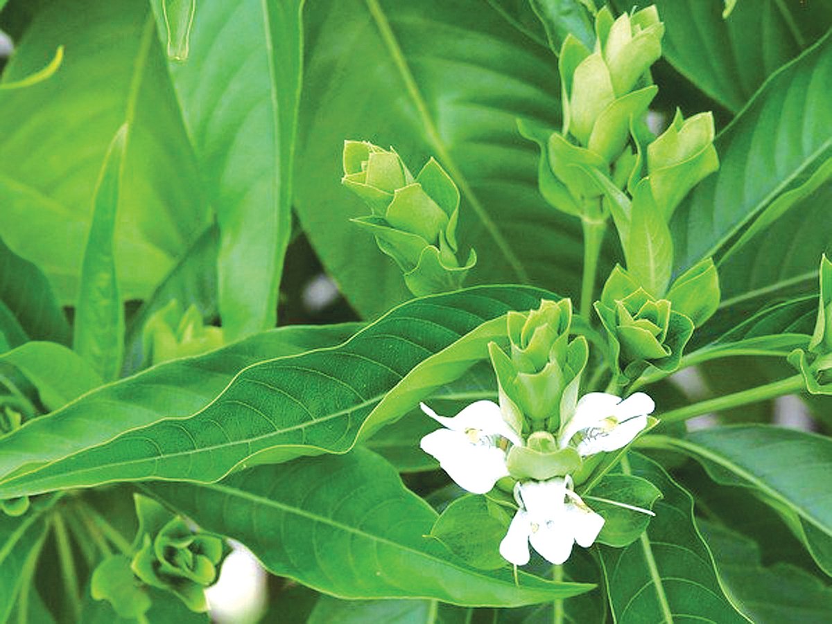 ஆயுள் காக்கும் ஆயுர்வேதம்: அதிக மூலிகைகள் சேர்ந்த ஆயுர்வேத மருந்து