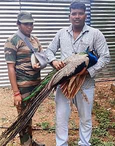 மின் கம்பியில் உரசி காயமடைந்த மயில் மீட்பு