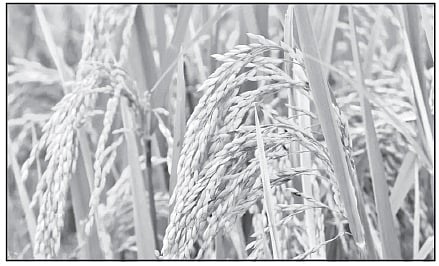 புரப்போர்பொன் னிணங்குகை போல