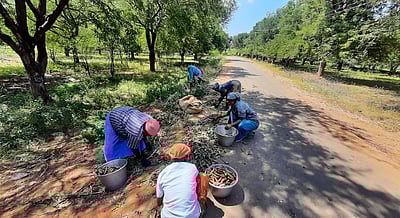 விளைச்சல் அதிகரிப்பால் புளி விலை குறைவு