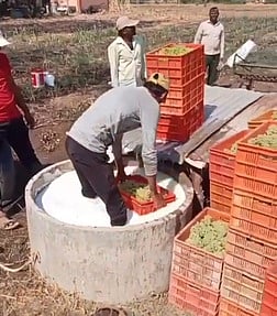 திராட்சை பழங்களில் ரசாயனக் கலவை: பொதுமக்கள் அச்சம்