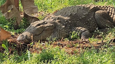 
மகாராஷ்டிரம்: விவசாய நிலத்தில் இருந்து பிடிபட்ட 8 அடி நீள முதலை  