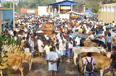 பொய்கை சந்தையில் ரூ.80 லட்சத்துக்கு கால்நடை வா்த்தகம்