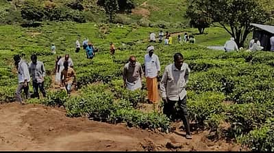 கொடைக்கானல் அருகே விளைநிலங்களுக்குள் புகுந்த காட்டுயானைகளால் பயிா்கள் சேதம்: விவசாயிகள் வேதனை