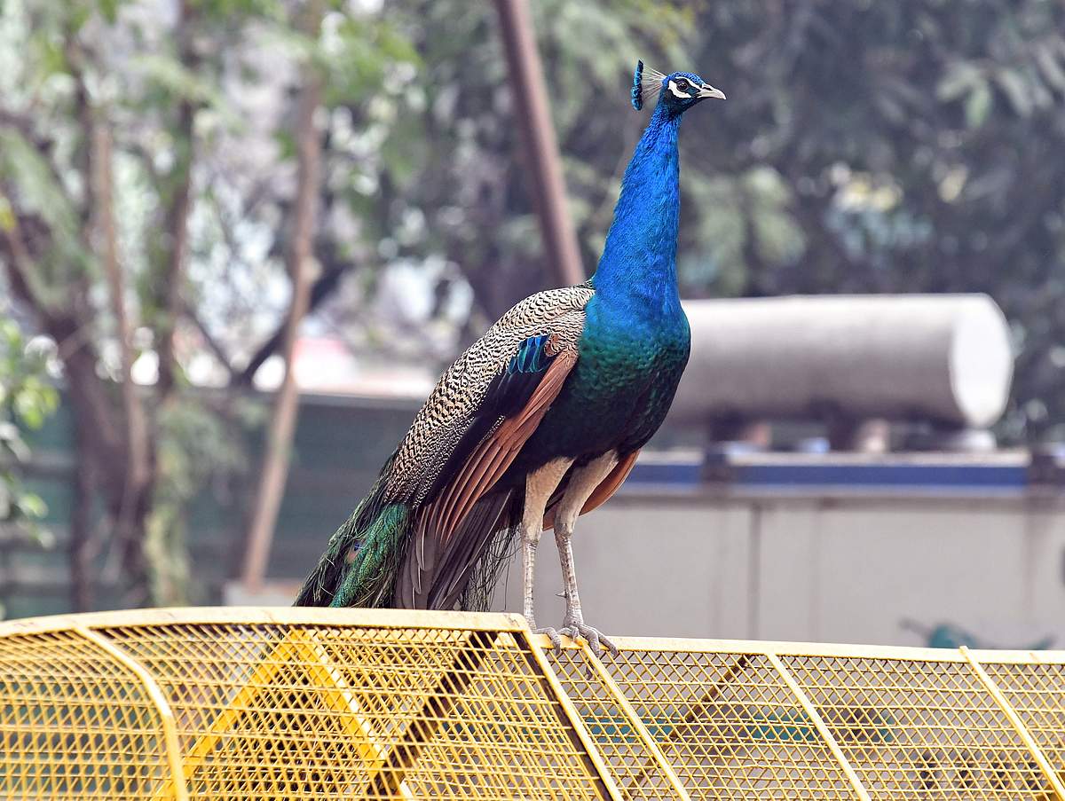 அழகு மயில்கள் - புகைப்படங்கள்