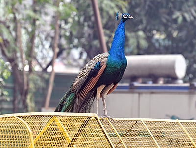 அழகு மயில்கள் - புகைப்படங்கள்