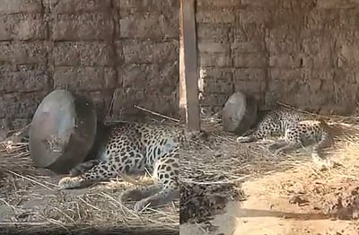 பாத்திரத்தில் சிக்கிய சிறுத்தையின் தலை! 5 மணிநேரம் தவித்த சிறுத்தை!!