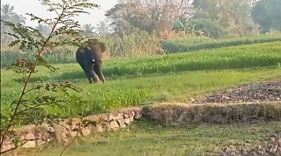 தருமபுரி அருகே சுற்றித் திரியும் ஒற்றை யானை