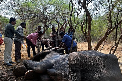 பெண் யானையை பிள்ளைப் போல பராமரிக்கும் வனத்துறை