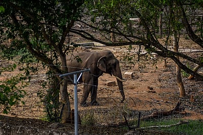 வனமின்றி அமையாது உலகு