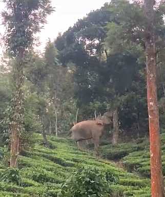 வனப் பகுதியில் வறட்சி:  உணவு, குடிநீா் தேடி ஊருக்குள் நுழையும் காட்டு யானைகள்