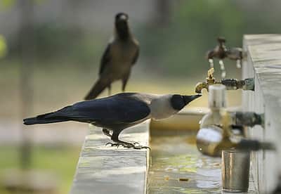 வான் வழங்கும் அமிழ்தம்
