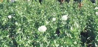 ஒடிசா: புலிகள் காப்பகத்தில் ரூ.10 கோடி மதிப்பிலான கசகசா செடிகள் அழிப்பு