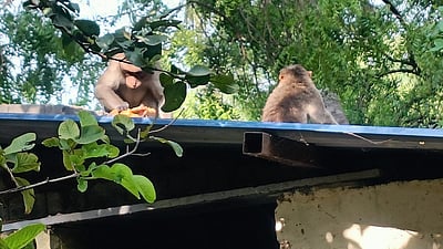 நாசரேத்தில் குரங்குகள் அட்டகாசம்