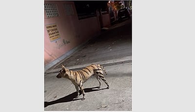 நாய்க்கு புலி வேடமிட்டு பொதுமக்களை அச்சுறுத்திய இளைஞர்கள்: காவல்துறையினர் விசாரணை