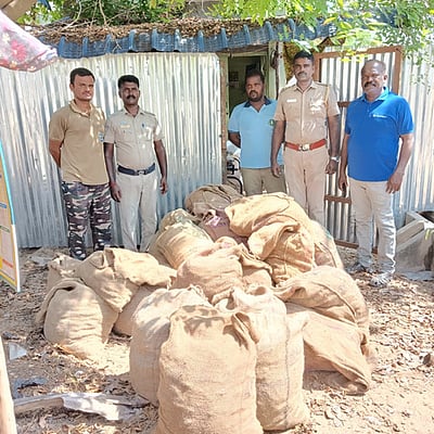 இலங்கைக்கு கடத்தவிருந்த ரூ. 50 லட்சம் கடல் அட்டைகள் பறிமுதல்