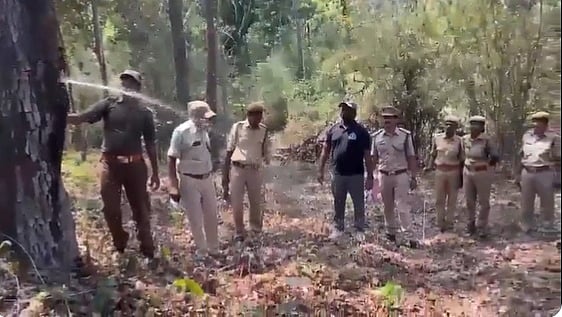 ஆந்திர வனப் பகுதியில் தண்ணீரை தனக்குள் சேமித்து  வைக்கும் அதிசய மரம்: விடியோ வைரல்