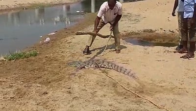 கடமங்குடி கிராமத்திற்குள் புகுந்த முதலையால் பரபரப்பு