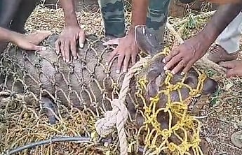 கிணற்றில் தவறி விழுந்த மான் உயிருடன் மீட்பு