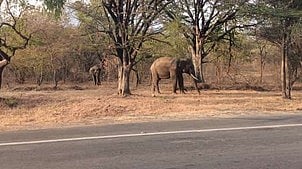 வாரத்துக்கு 5 யானைகள் இறந்தும் நடவடிக்கை எடுக்காத வனத் துறை: உயா்நீதிமன்ற சிறப்பு அமா்வு அதிருப்தி