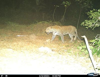 மயிலாடுதுறையில் 4-ஆவது நாளாக சிறுத்தை தேடுதல் பணி:
புகைப்படத்தை வெளியிட்டது வனத்துறை