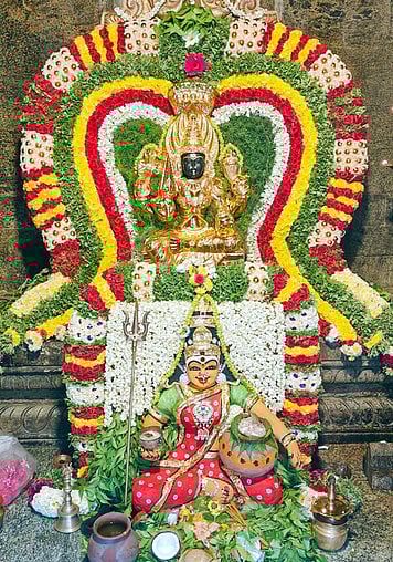 சிறப்பு அலங்காரத்தில் ஸ்ரீ பாவாடைக்காரியம்மன்