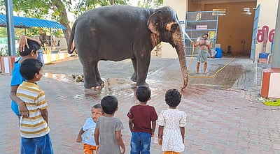 கோடை வெயில்: நீராடலில் மகிழும் திருநள்ளாறு கோயில் யானை