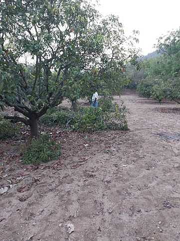 மா மரங்களை சேதப்படுத்திய யானைக் கூட்டம்