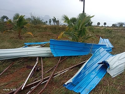 களக்காட்டில் சூறைக்காற்று: 10 ஆயிரம் வாழைகள் சேதம்