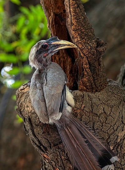 நாட்டு நடப்பு