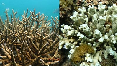 மன்னார் வளைகுடாவில் வெளிரிப்போன பவளப்பாறைகள்: அடுத்து என்னாகுமோ?