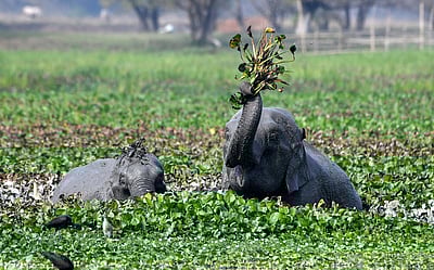 யானைகளுக்கு ஷவர் பாத், குளியல் தொட்டி: நம்ம தமிழகத்தில்தான்!