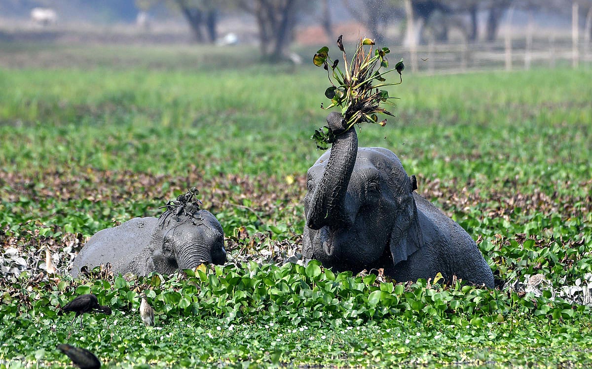 யானைகளுக்கு ஷவர் பாத், குளியல் தொட்டி: நம்ம தமிழகத்தில்தான்!