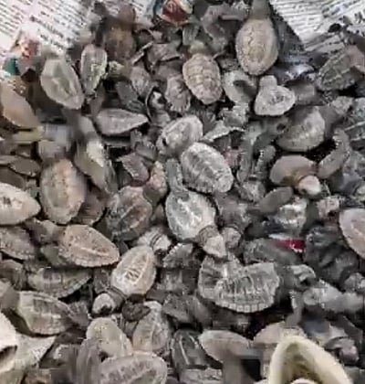 பெசன்ட் நகா் கடலில் விடப்பட்ட 
ஆலிவ் ரிட்லி இன ஆமைக் குஞ்சுகள்